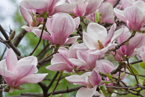 pink Magnolia flowers on a branch closeup