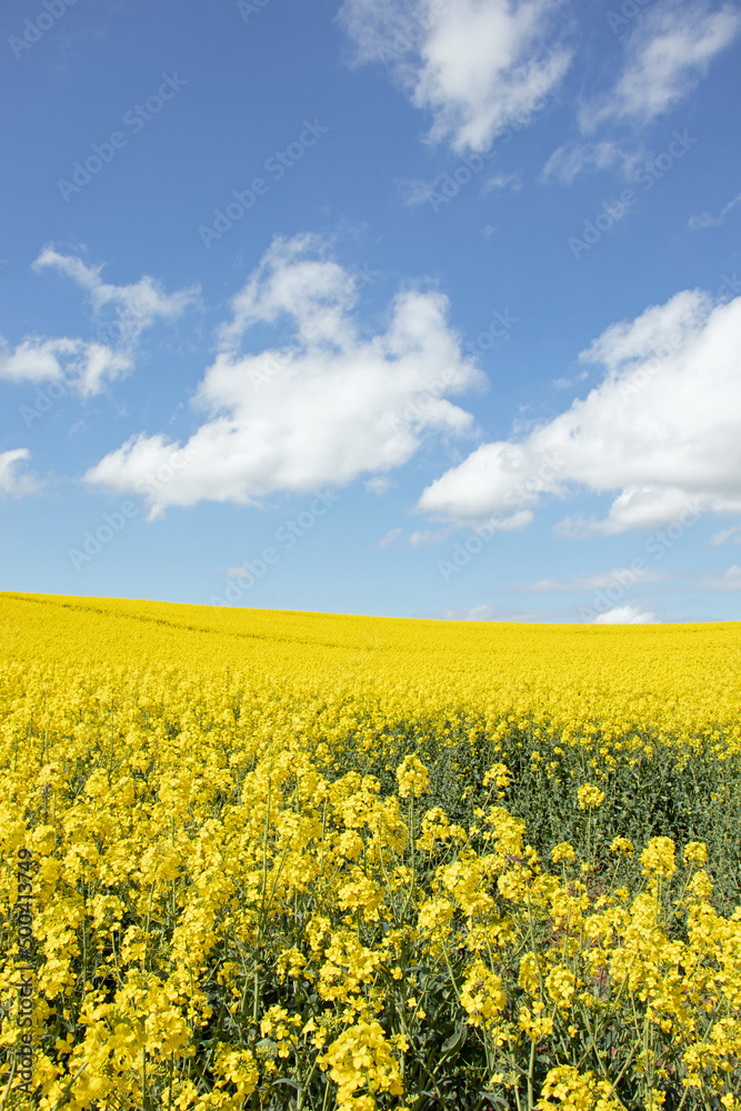 Springtime canola fields in the British countryside.