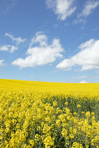 Springtime canola fields in the British countryside. © Jenn's Photography 