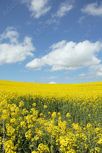 Springtime canola fields in the British countryside.