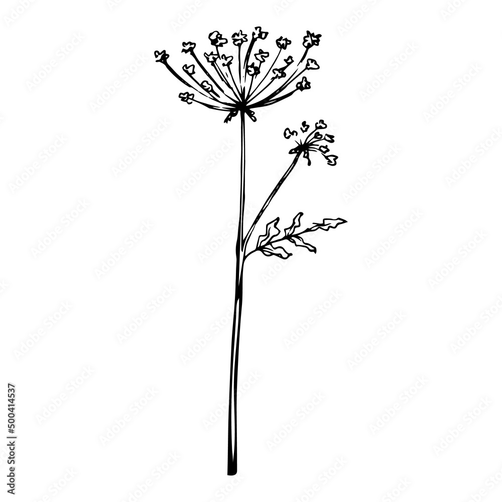 Hand drawn doodle queen anne's lace. Vector wildflower sketch. Plant in realistic style. Outline. - obrazy, fototapety, plakaty 