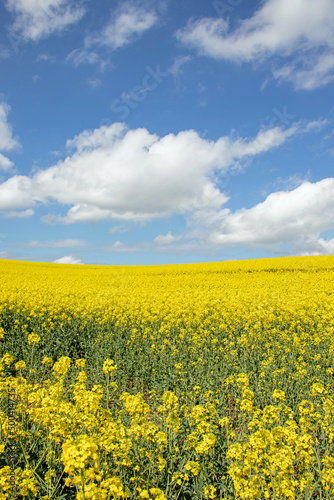 Springtime canola fields in the British countryside. © Jenn's Photography 