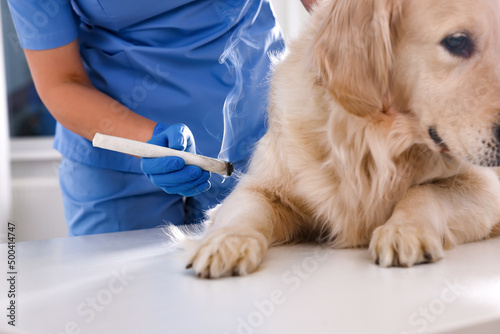 Fotografie Veterinary holding moxa stick near cute dog in clinic, closeup