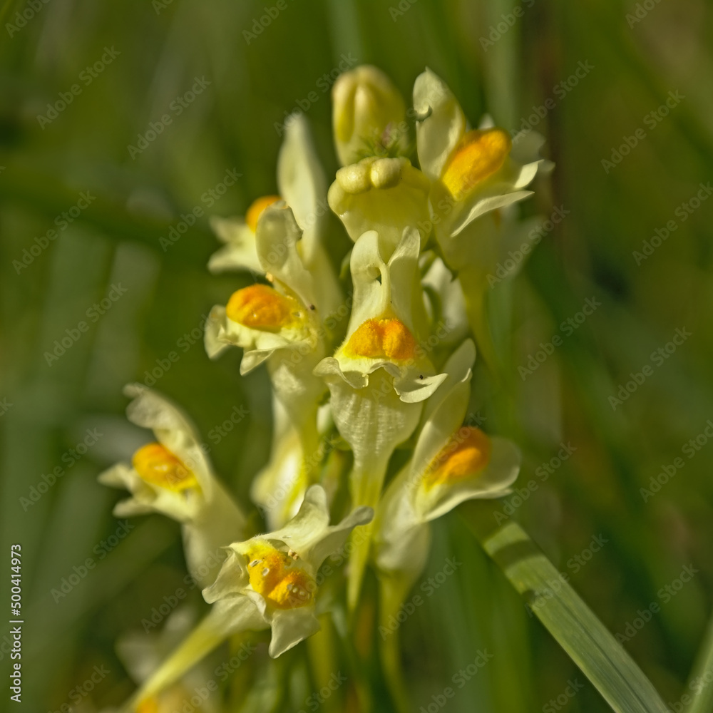 Greater Yellow-rattle flower, closeup - Rhinanthus angustifolius Greater Yellow-rattle flower, closeup - Rhinanthus angustifolius