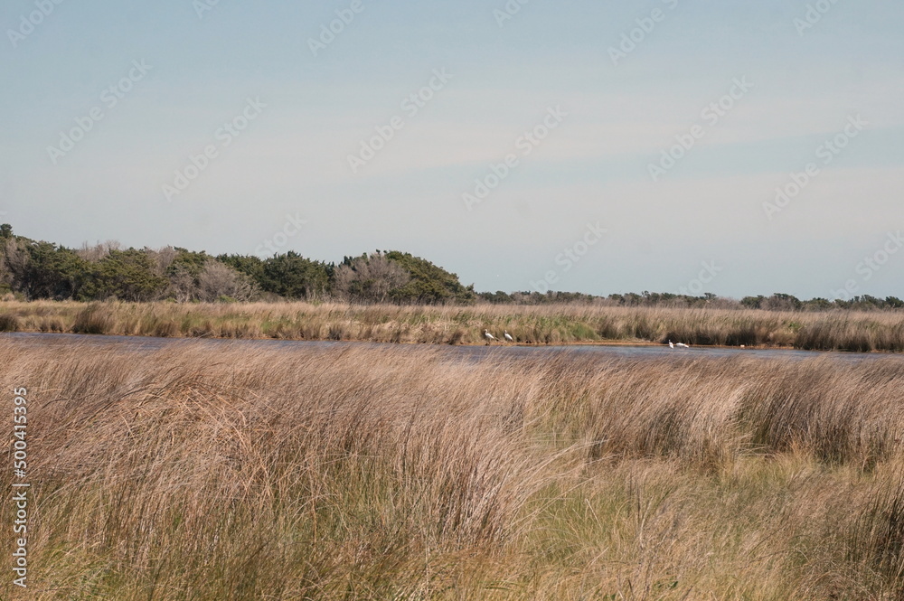 Tidal Basin, Reeds, Grasses, Igrits and Blue Sky Tidal Basin, Reeds, Grasses, Igrits and Blue Sky