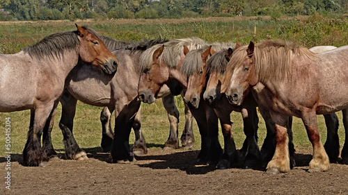 Group of heavy brown belgian horses in a meadow on a sunny day in Bourgoyen nature reserve, Ghent, Flanders, Belgium 