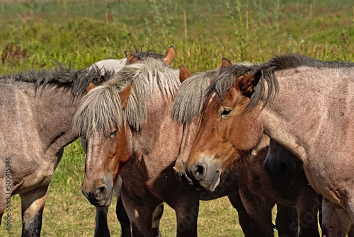 Group of heavy brown belgian horses in a meadow on a sunny day in Bourgoyen nature reserve, Ghent, Flanders, Belgium 