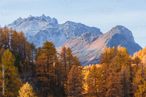 The woods and nature of Engadine: one of the most beautiful and famous valleys in Switzerland, near the village of Sankt Moritz - October 2021.