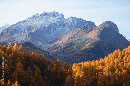 autumn in the Swiss Alps with its colors  mountains  glaciers and typical villages  near the village of Maloja  Engadine  Switzerland