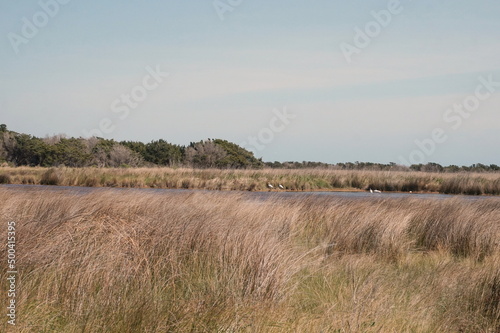 Tidal Basin, Reeds, Grasses, Igrits and Blue Sky