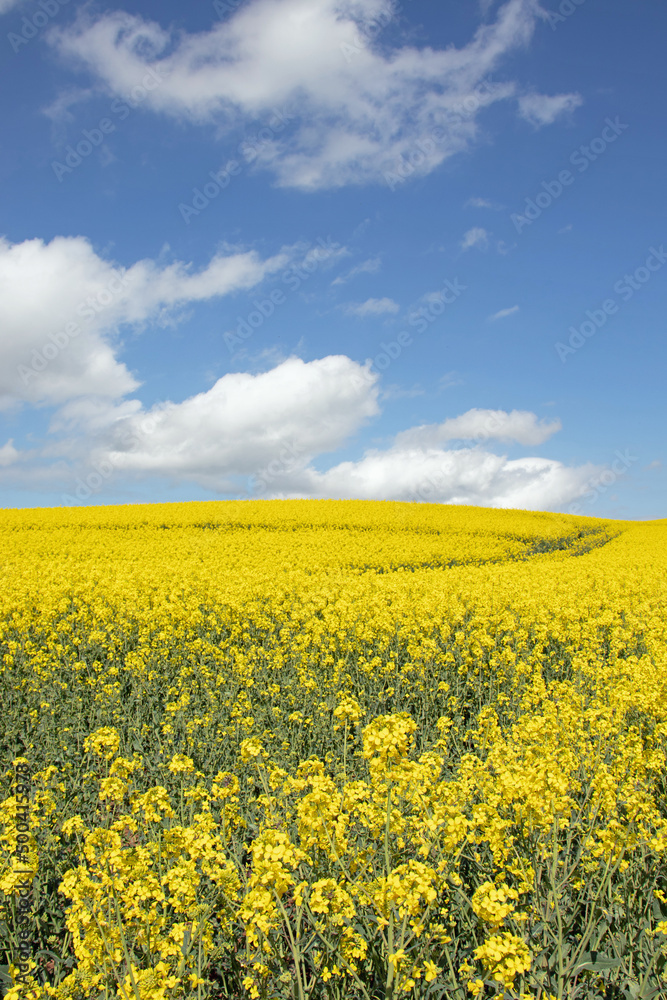 Springtime canola fields in the British countryside.