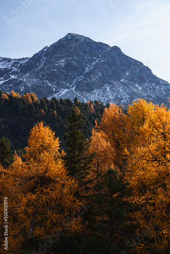 The colors of the foliage in the larch woods of Engadina  one of the most visited and famous valleys in the Swiss Alps  near the town of Sils Maria  Switzerland - October 2021.
