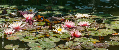 Obraz na płótnie Magical garden pond with pink and white blooming water lilies and lotus flower Marliacea Rosea after rain
