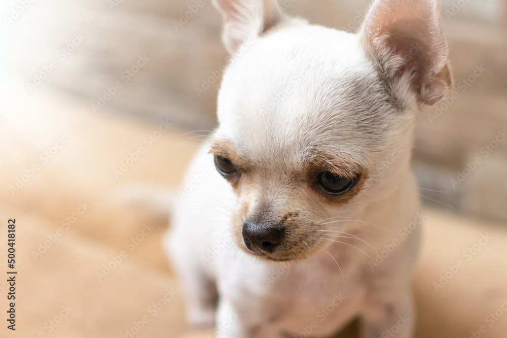 Portrait of small, funny and adorable white chihuahua dog, puppy.