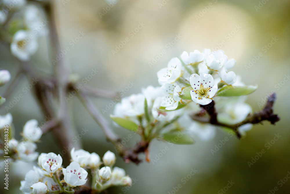 Pflaumenblüten