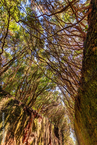 The path of the enchanted forest Park of Anaga, tenerife island. Nature of beauty concept.