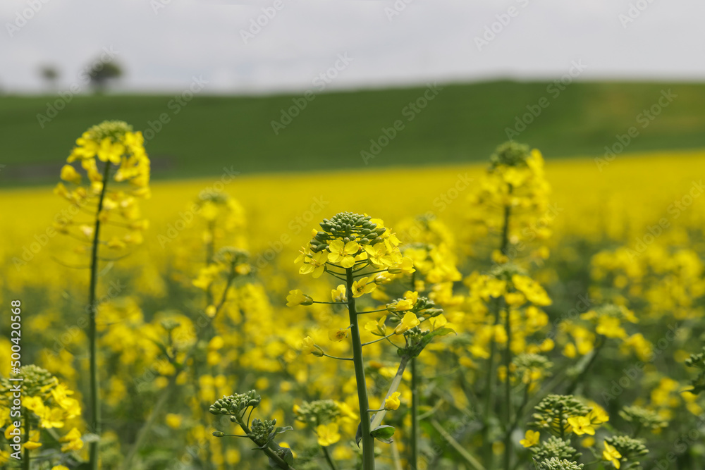 Outdoor photo of canola plant. Mustard flower blossom. Rape (Brassica napus, rapeseed, oil seed, canola). Beautiful flower of the rapeseed closeup on a natural background, selective focus. Outdoor photo of canola plant. Mustard flower blossom. Rape (Brassica napus, rapeseed, oil seed, canola). Beautiful flower of the rapeseed closeup on a natural background, selective focus.