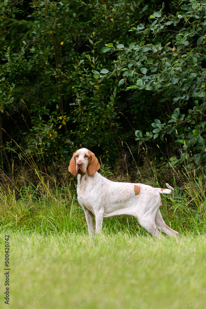 Adorable Bracco Italiano pointer dog hunting for fowl in meadow Adorable Bracco Italiano pointer dog hunting for fowl in meadow