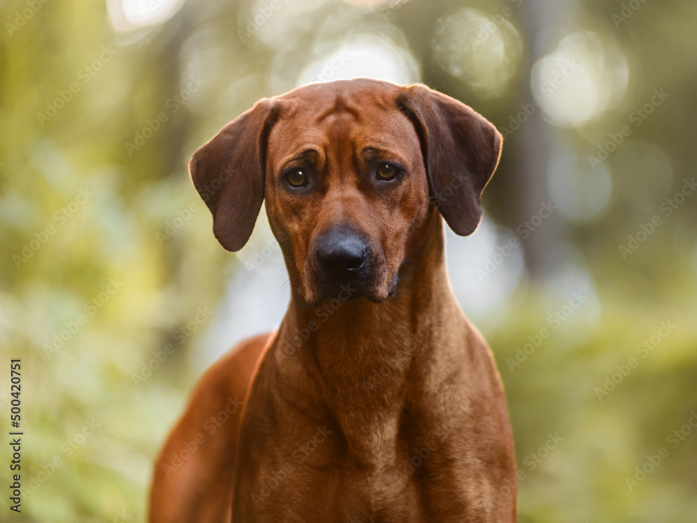 Adorable Rhodesian Ridgeback close up portrait in forest