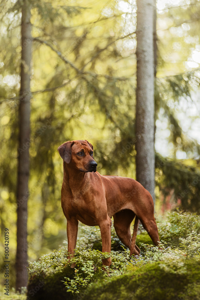 Adorable Rhodesian Ridgeback standing on rock in forest Adorable Rhodesian Ridgeback standing on rock in forest
