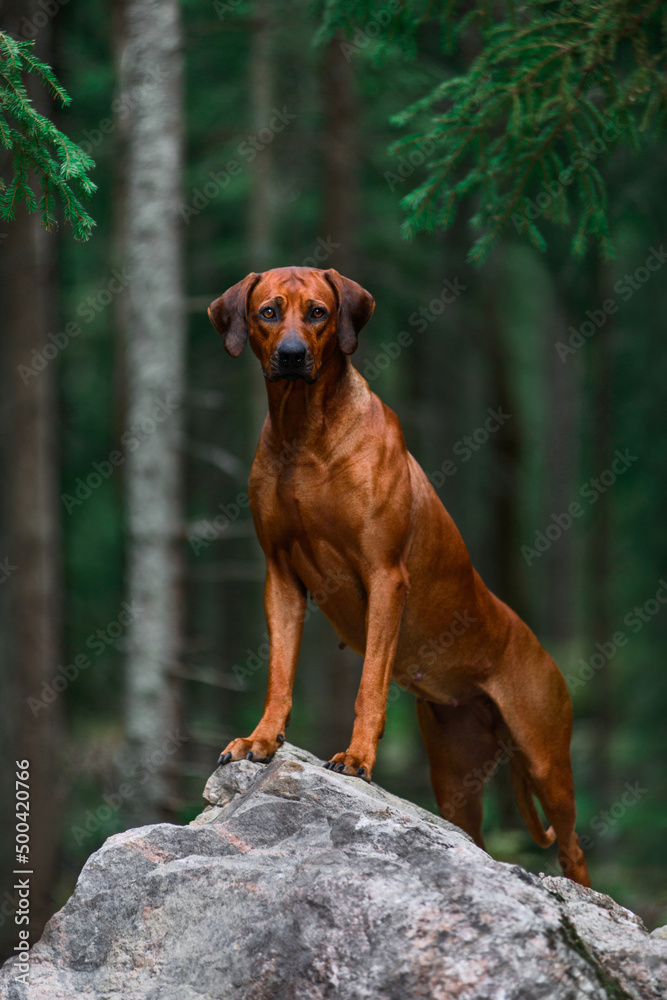 Adorable Rhodesian Ridgeback standing on rock in forest Adorable Rhodesian Ridgeback standing on rock in forest