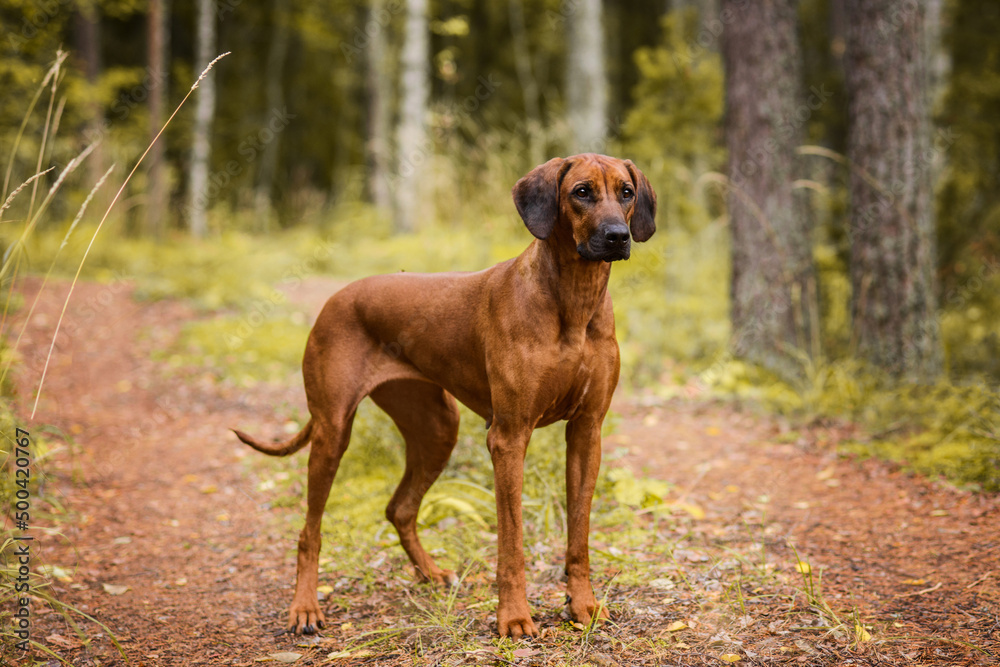 Rhodesian Ridgeback dog standing in green nature scene