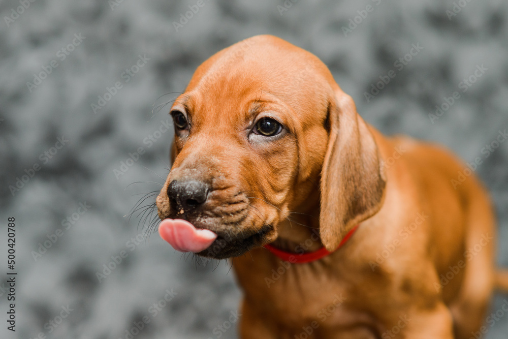 Cute rhodesian ridgeback puppy showing tongue, close up portrait Cute rhodesian ridgeback puppy showing tongue, close up portrait