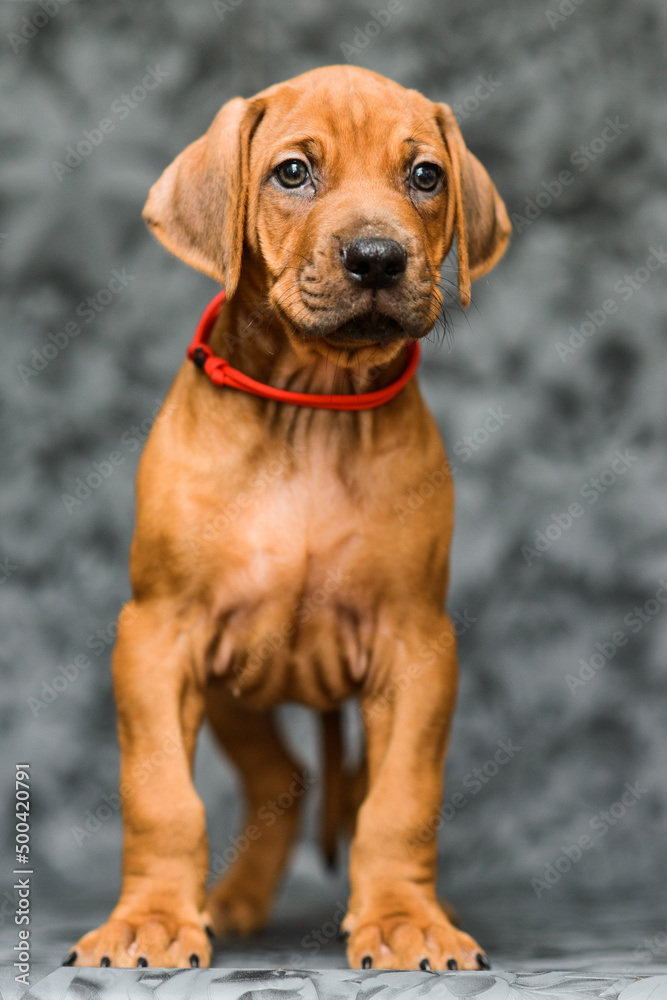 Cute rhodesian ridgeback puppy standiing on grey background Cute rhodesian ridgeback puppy standiing on grey background