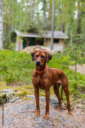 Adorable Rhodesian Ridgeback standing on rock in forest