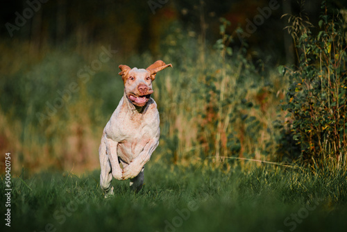 Adorable Bracco Italiano pointer dog hunting for fowl in meadow