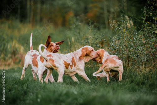 group of Bracco Italiano pointer dogs hunting for fowl
