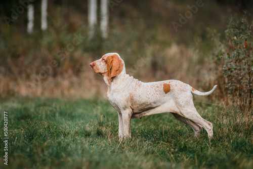 Adorable Bracco Italiano pointer dog hunting for fowl in meadow