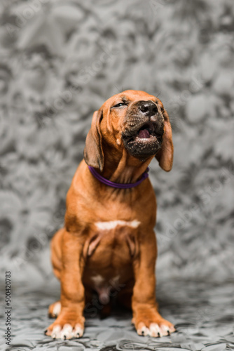 Cute rhodesian ridgeback puppy yawning on grey background