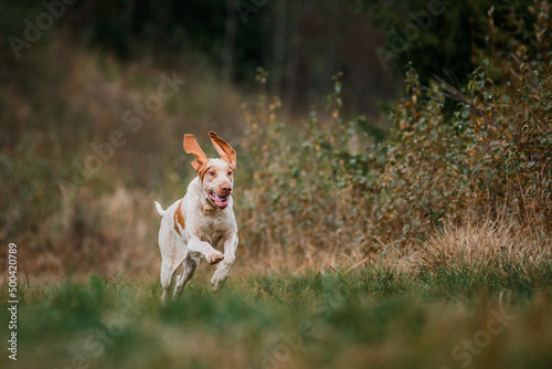 Adorable Bracco Italiano pointer dog hunting for fowl in meadow