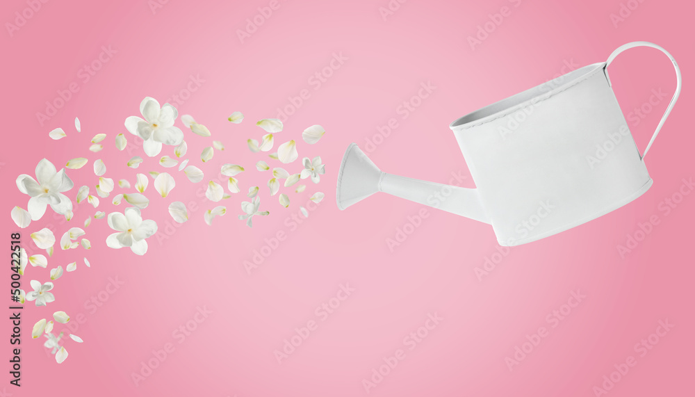 Spring is coming. White watering can, beautiful flowers and petals on pink background Spring is coming. White watering can, beautiful flowers and petals on pink background