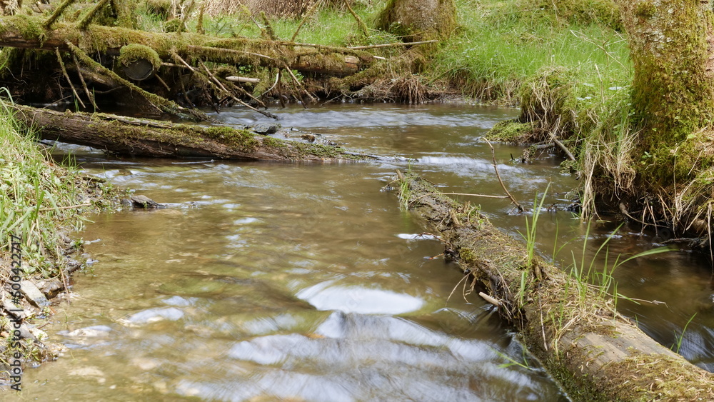 Der Lauschbach im Fichtenwald Der Lauschbach im Fichtenwald