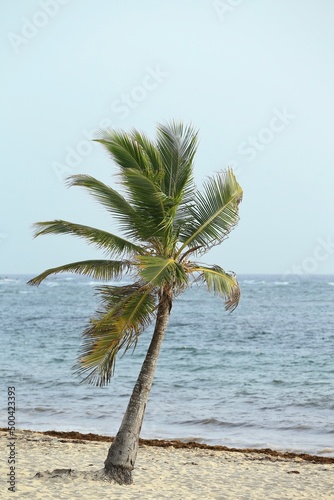 palm trees on the beach