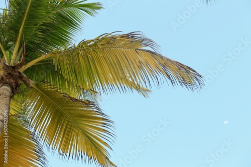 palm tree on blue