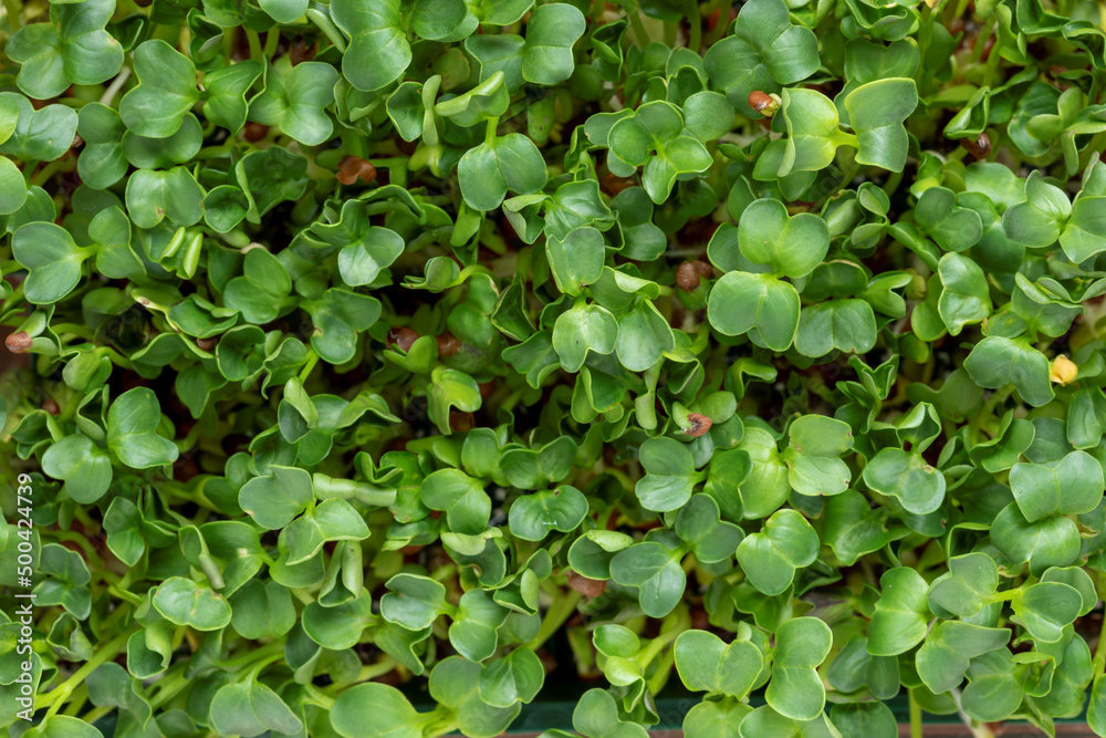 Radish sprouts top view. Green microgreens texture background. Radish sprouts top view. Green microgreens texture background.