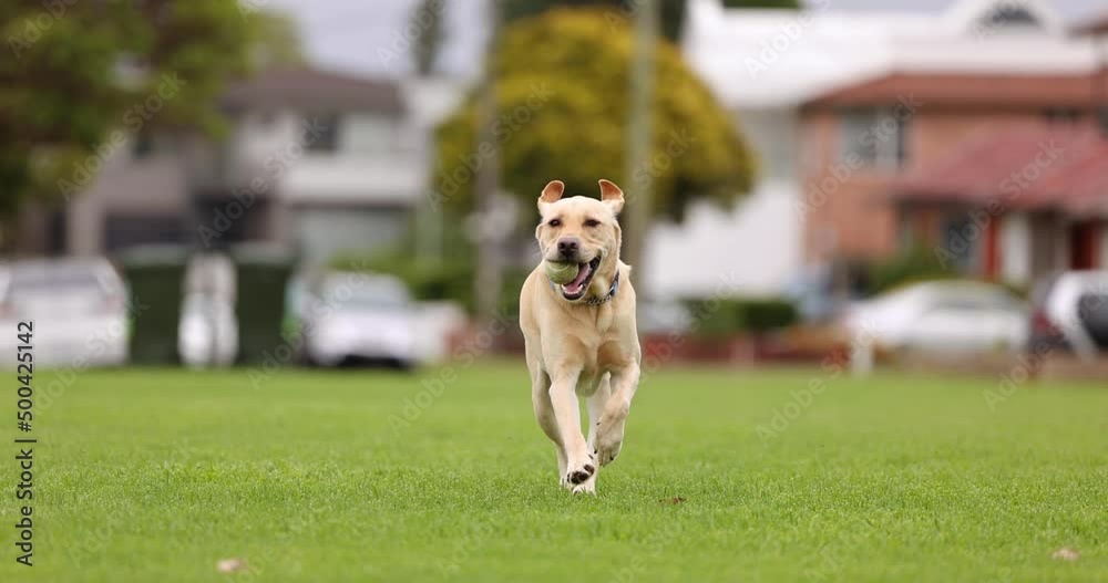 Labrador Dog playing fetch with Ball in Park