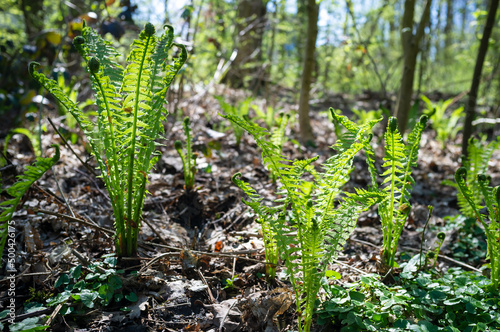Fresh green fern in the rays of the spring sun, in the forest against the backdrop of trees and the sky.