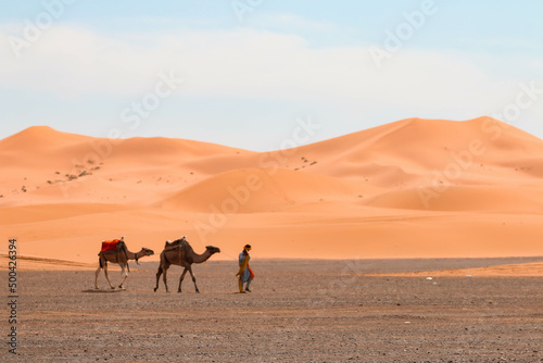 Dromedario en el Sáhara © Albert