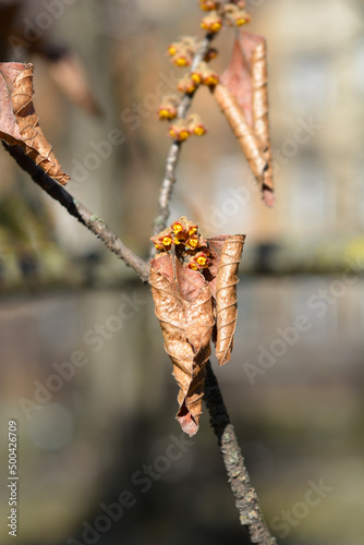 Japanese Witch Hazel Zuccariniana photo