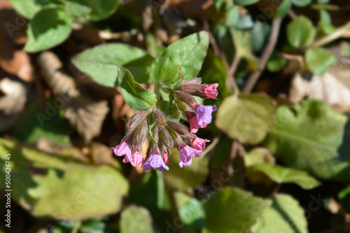 Wallpaper Mural Common lungwort Torontodigital.ca