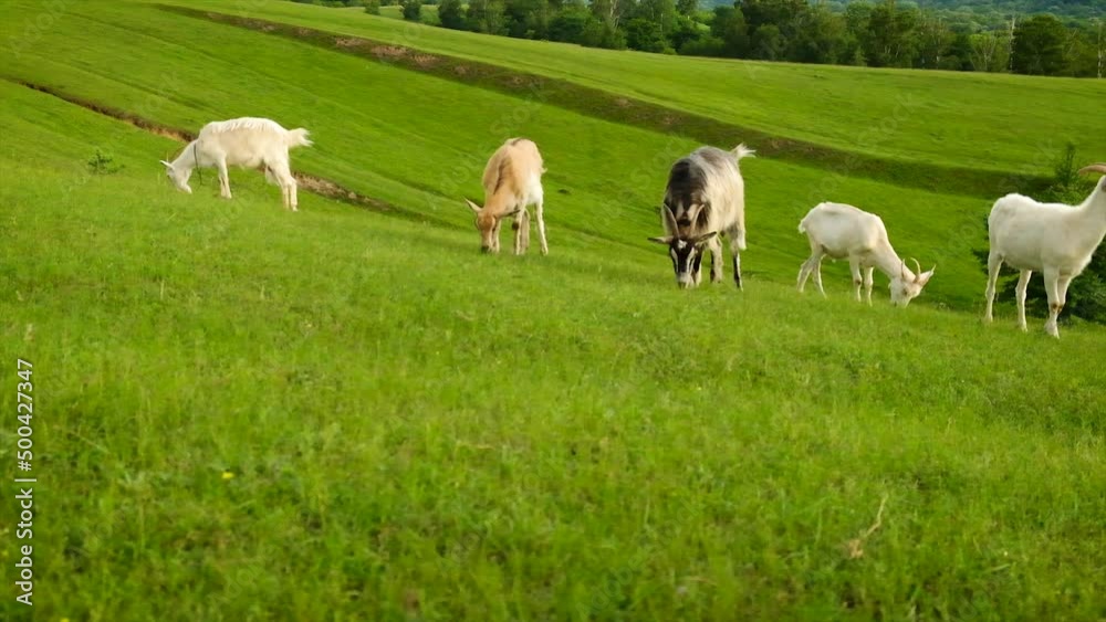 Sheep and goats graze in the pasture. Selective focus. Sheep and goats graze in the pasture. Selective focus.
