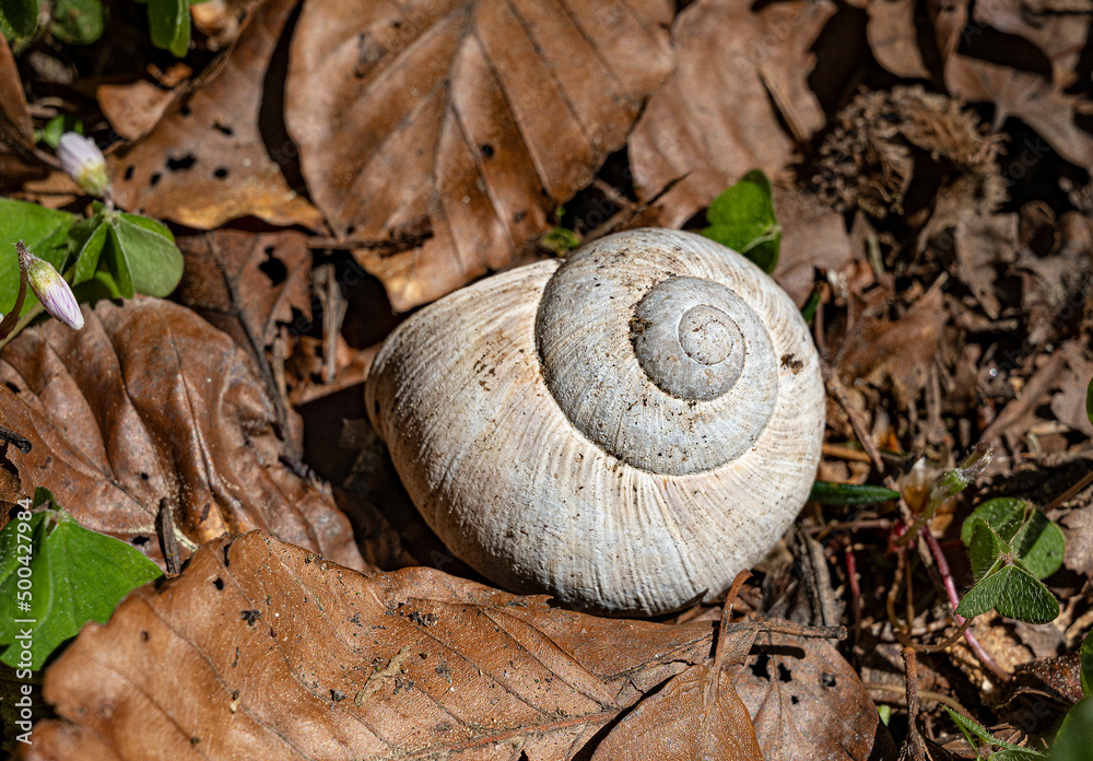 Schneckengehäuse auf braunem Laub im Wald, Schweiz Schneckengehäuse auf braunem Laub im Wald, Schweiz