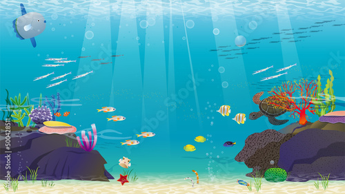 きれいな海の中、海のいきもの