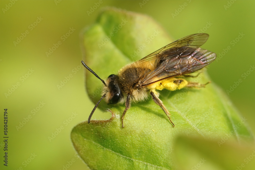 Closeup on a female mellow miner, Andrena mitis sitting on a green leaf Closeup on a female mellow miner, Andrena mitis sitting on a green leaf