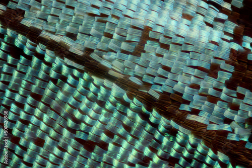 Canvas Print Extreme macro of butterfly blue wing scales under the microscope