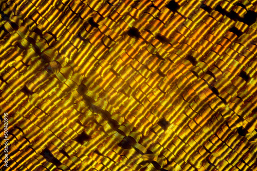 Fototapeta Extreme macro of butterfly wing golden scales under the microscope